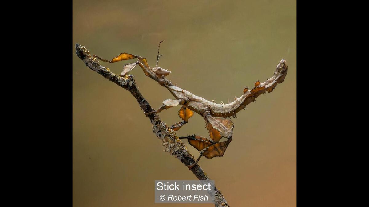 Stick insect